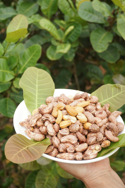 Cashew harvest from Vietnam