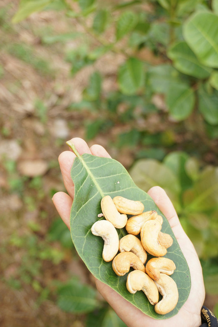 Fresh cashew kernels